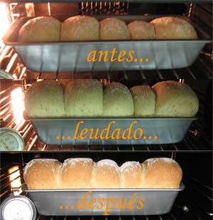 antes...leudado...despues antes...leudado...despues