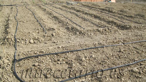 El riego por goteo para mi huerta