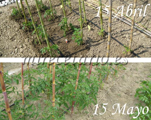 Crecimiento de las tomateras.