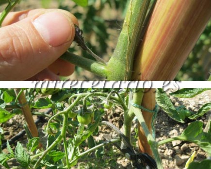 Como podar tomateras.