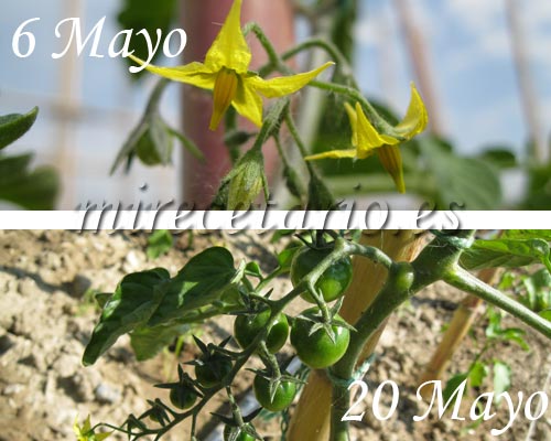 Tomate Cherry
