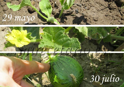 Fases del melón creciendo Fases del melón creciendo