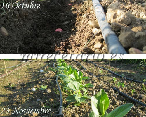 Habas creciendo en Otoño