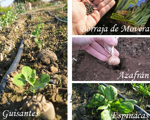 Plantas de guisante, semillas de borraja, bulbos de azafrán y planta de espinacas.