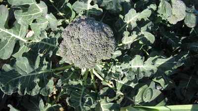 Planta de brócoli en el huerto