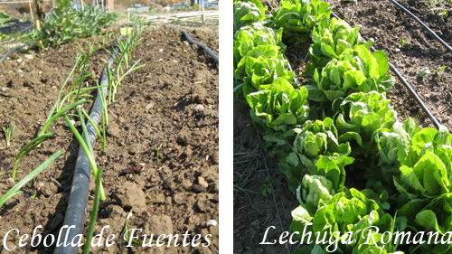 Cebolla de Fuentes y lechugas
