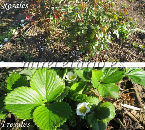 Rosal y fresal en flor