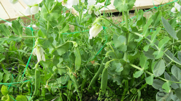 Guisantes del huerto en flor y dando frutos en marzo.