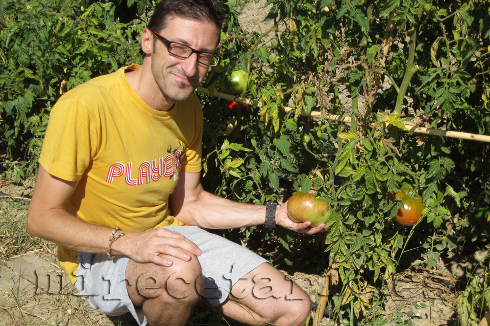 Aquí un tomate, aquí yo Aquí un tomate, aquí yo