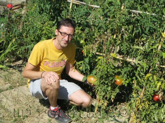 Los primeros tomates Los primeros tomates