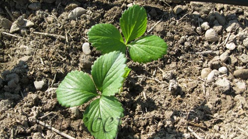 Un jardín en el huerto, rosas y fresas