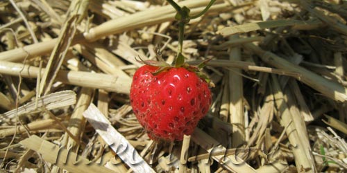 Variedades de fresas, variedad de sabores