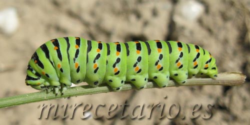 Bichos en el huerto