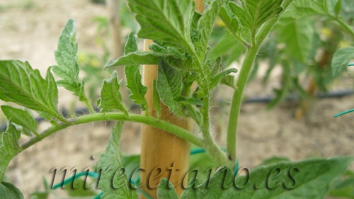 Como podar tomateras 2