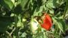 Tomate de pera, ideal para hacer sofritos.
