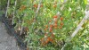 Foto concurso 1, montones de tomates cherry.