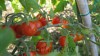 Foto concurso 2, al rojo tomate.