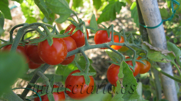 Al rojo tomate para #mihuerto2