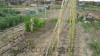 Las tomateras a principios de abril, si, si, mira donde las cañas...