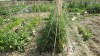 Las tomateras mas creciditas, ya en el mes de junio